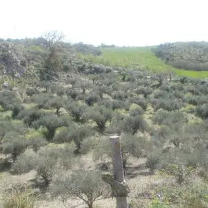 sh 787, Land plot, Caccamo, Sicily