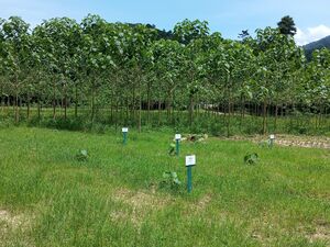 VERY CHEAP AGRI LAND FOR LEASE / JD AT MALAYSIA