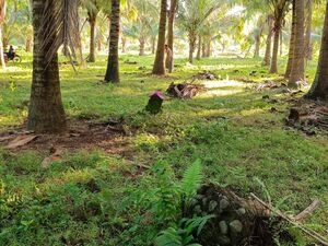 Coconut Farm for Lease (Sariaya, Quezon Province)